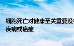 细胞死亡对健康至关重要没有它我们就可能患上自身免疫性疾病或癌症