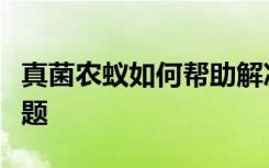 真菌农蚁如何帮助解决我们的抗生素耐药性问题