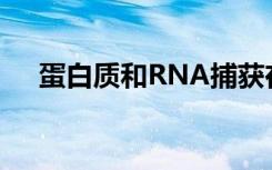 蛋白质和RNA捕获在压力期间挤在一起