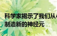 科学家揭示了我们从小就停止在大脑记忆中心制造新的神经元