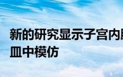 新的研究显示子宫内膜疾病可以在实验室培养皿中模仿