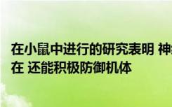 在小鼠中进行的研究表明 神经系统不仅能检测沙门氏菌的存在 还能积极防御机体