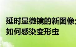 延时显微镜的新图像分析方法可显示巨型病毒如何感染变形虫