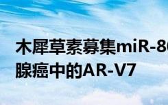 木犀草素募集miR-8080抑制去势抵抗性前列腺癌中的AR-V7