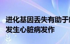 进化基因丢失有助于解释为什么只有人类容易发生心脏病发作