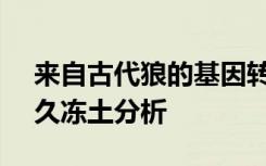 来自古代狼的基因转录本经过14000年的永久冻土分析