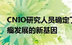 CNIO研究人员确定了一种参与罕见内分泌肿瘤发展的新基因