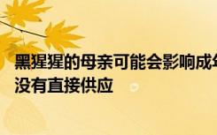 黑猩猩的母亲可能会影响成年前的生长和后代肌肉质量 即使没有直接供应