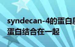 syndecan-4的蛋白质与称为整合素的细胞膜蛋白结合在一起