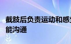 截肢后负责运动和感觉的大脑区域会改变其功能沟通