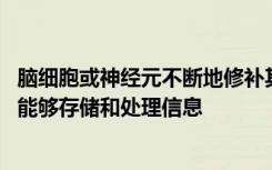 脑细胞或神经元不断地修补其电路连接 这一关键功能使大脑能够存储和处理信息