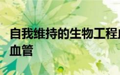 自我维持的生物工程血管可以替代患者的受损血管