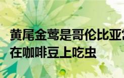 黄尾金莺是哥伦比亚常驻鸟类中的一种它喜欢在咖啡豆上吃虫