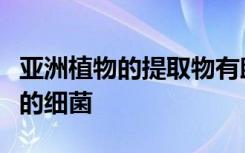 亚洲植物的提取物有助于消除已知会导致蛀牙的细菌