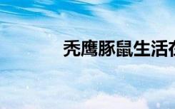 秃鹰豚鼠生活在多层次社会中