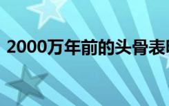 2000万年前的头骨表明猿猴的脑部进化复杂