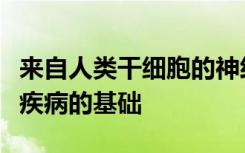 来自人类干细胞的神经细胞通常作为研究脑部疾病的基础