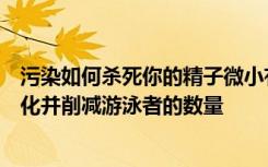 污染如何杀死你的精子微小有毒颗粒的呼吸会使精液质量恶化并削减游泳者的数量