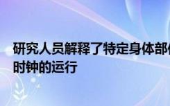 研究人员解释了特定身体部位的生物钟如何独立于大脑中央时钟的运行