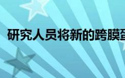 研究人员将新的跨膜蛋白鉴定为氯离子通道