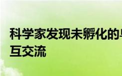 科学家发现未孵化的鸟类胚胎可以通过振动相互交流