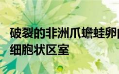 破裂的非洲爪蟾蛙卵的细胞质会自发地重组为细胞状区室