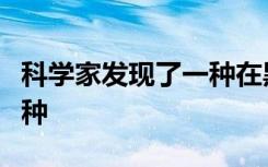 科学家发现了一种在黑暗中发光的微小新鲨鱼种