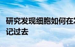 研究发现细胞如何在发展为特定细胞的同时忘记过去