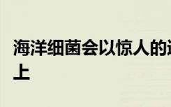 海洋细菌会以惊人的速度快速定居在您的皮肤上