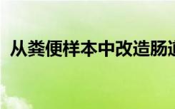 从粪便样本中改造肠道细菌以改善人体代谢