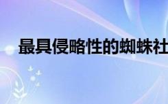 最具侵略性的蜘蛛社会并不总是蓬勃发展