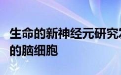 生命的新神经元研究发现老年人仍可以制造新的脑细胞