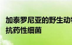 加泰罗尼亚的野生动物携带对人类健康所用的抗药性细菌