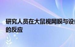 研究人员在大鼠视网膜与设备原型的接口中证明了这种对光的反应