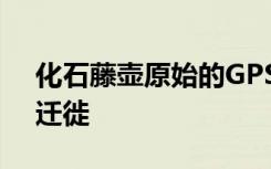 化石藤壶原始的GPS有助于追踪古代鲸鱼的迁徙