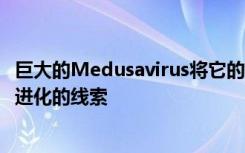 巨大的Medusavirus将它的宿主变成了石头并可能提供有关进化的线索