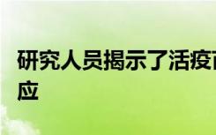 研究人员揭示了活疫苗如何增强人体的免疫反应