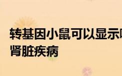 转基因小鼠可以显示哪些功能性食品可以治愈肾脏疾病