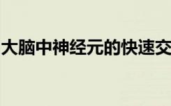 大脑中神经元的快速交流依赖于神经递质受体