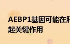 AEBP1基因可能在肝病的发展和严重程度中起关键作用