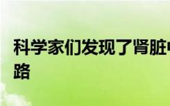 科学家们发现了肾脏中一条重要的细胞信号通路