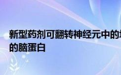 新型药剂可翻转神经元中的垃圾处理还可以消除小鼠中有毒的脑蛋白