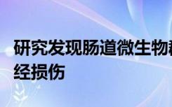 研究发现肠道微生物群可以防止病毒引起的神经损伤