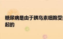 糖尿病是由于胰岛素细胞受损或不存在而无法产生胰岛素引起的