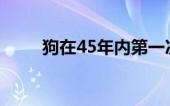 狗在45年内第一次测试狂犬病阳性