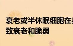 衰老或半休眠细胞在身体的许多区域形成会导致衰老和脆弱