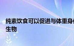 纯素饮食可以促进与体重身体成分和血糖控制相关的肠道微生物