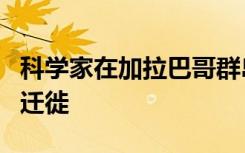 科学家在加拉巴哥群岛标记鲨鱼以监测他们的迁徙