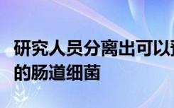 研究人员分离出可以预防和治愈轮状病毒感染的肠道细菌