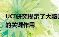 UCI研究揭示了大脑回路在改善学习和记忆中的关键作用